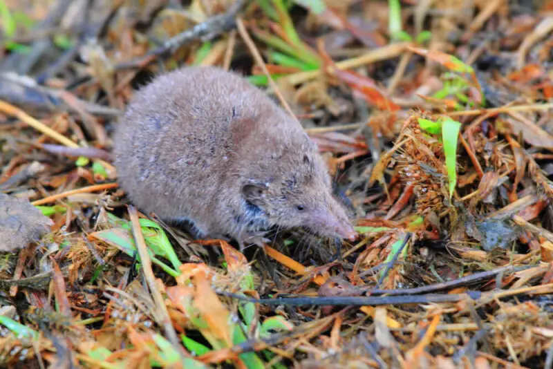 Greater White-toothed Shrew (Crocidura russula)