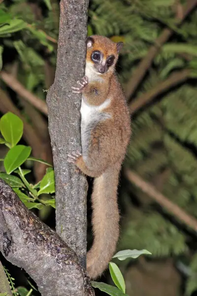 Crossley's dwarf lemur (Cheirogaleus crossleyi), Ranomafana National Park, Madagascar