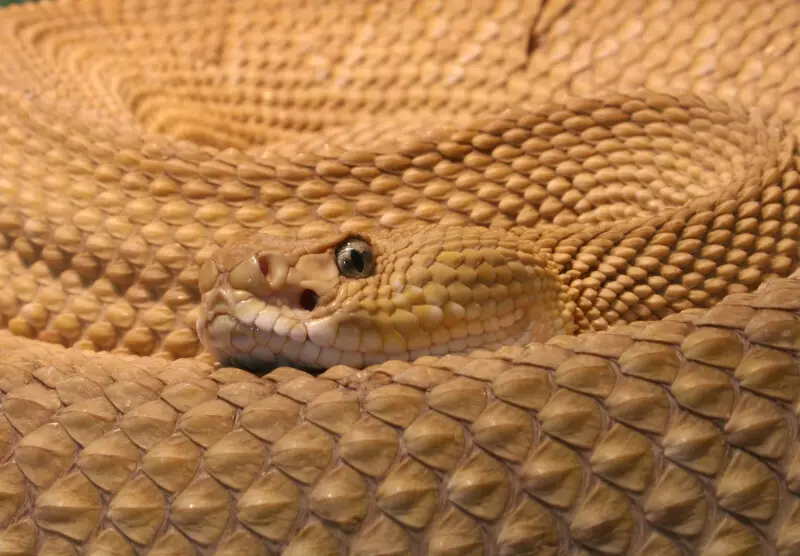 Mexican west coast rattlesnake, Mexican green rattler, Crotalus basiliscus, Genus: Crotalus, Family: Viperidae