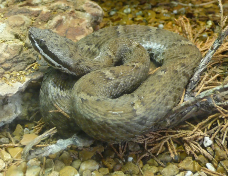 Arizona ridgenosed rattlesnake (Crotalus willardi willardi)