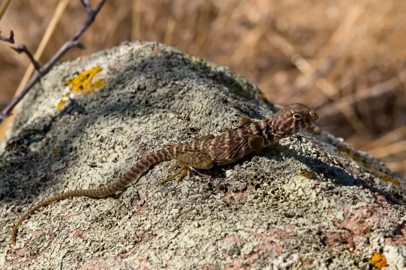 Common Collared Lizard Facts, Diet, Habitat & Pictures on Animalia.bio