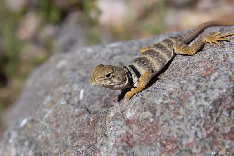 Crotaphytus Nebrius - Faits, Alimentation, Habitat & Photos Sur ...