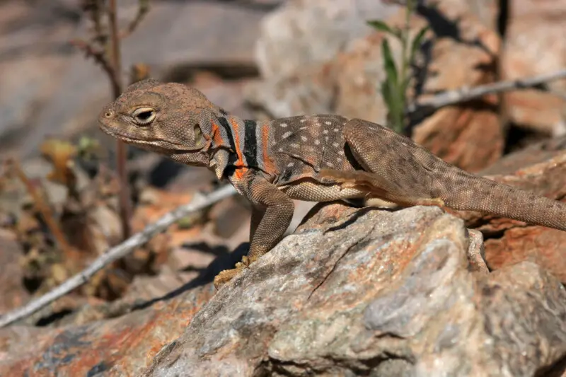 Sonoran collared lizard Facts, Diet, Habitat & Pictures on Animalia.bio