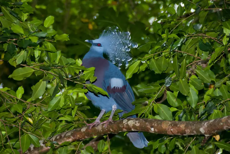 western crowned pigeon