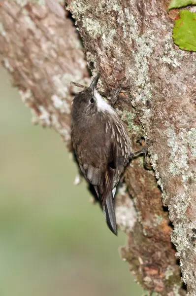 Cormobates leucophaea Fakten, Ernährung, Lebensraum & Bilder auf