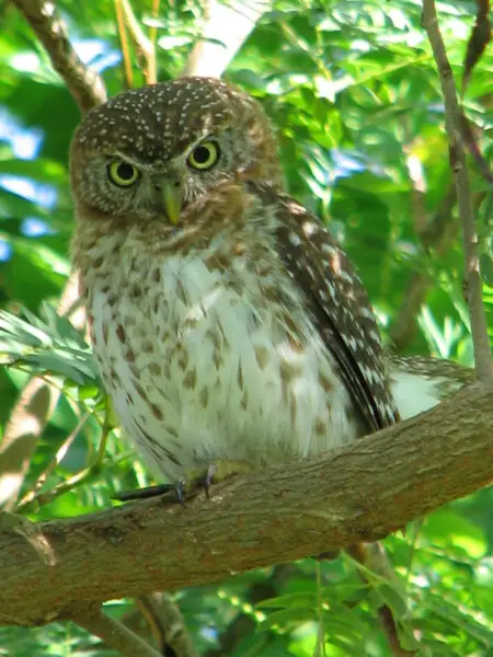 This photo of a Cuban Pygmy Owl (Glaucidium siju) was taken by Navy Petty Officer 1st Class Marty Parsons in May 2008 across from the Naval Station?s Tierra Kay housing complex. It took two weeks for Parsons, assigned to Joint Task Force Guantanamo, to ca