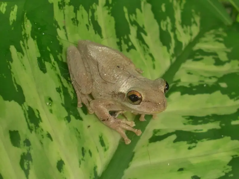 Cuban tree frog - Facts, Diet, Habitat & Pictures on Animalia.bio