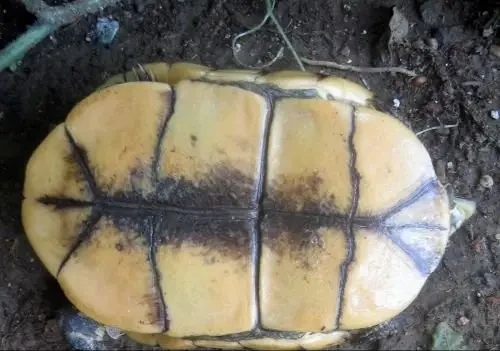 Yunnan box turtle