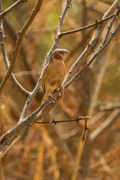 Cutthroat finch Facts, Diet, Habitat & Pictures on Animalia.bio