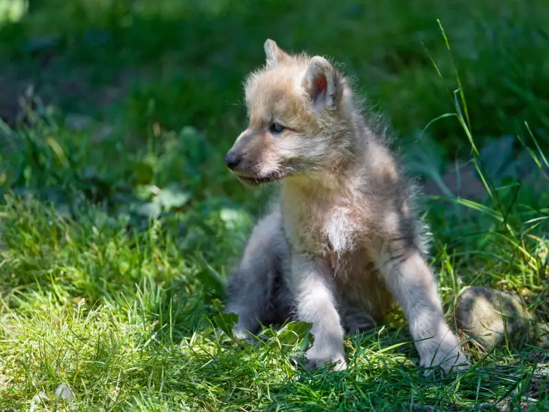 Cute arctic wolf pup in the grass