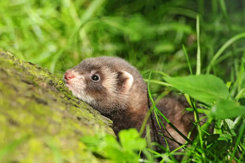 Cute ferret as well