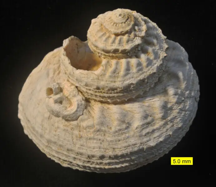 Gastropod and attached wormtube from the Pliocene of Cyprus.
