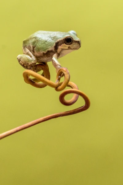 Japanese tree frog