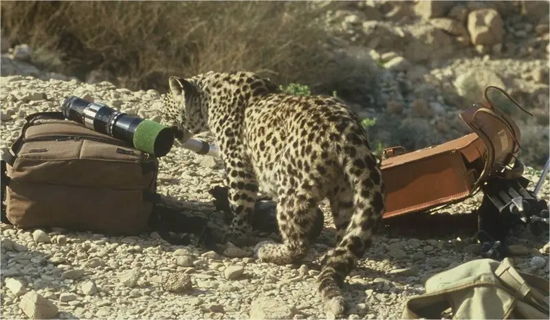 Judean Desert leopard - the leopard Thmt checking our equipment on a cliff copies at Ein Gedi