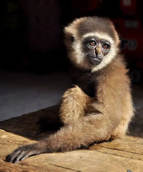 Bornean White-Bearded Gibbon photo