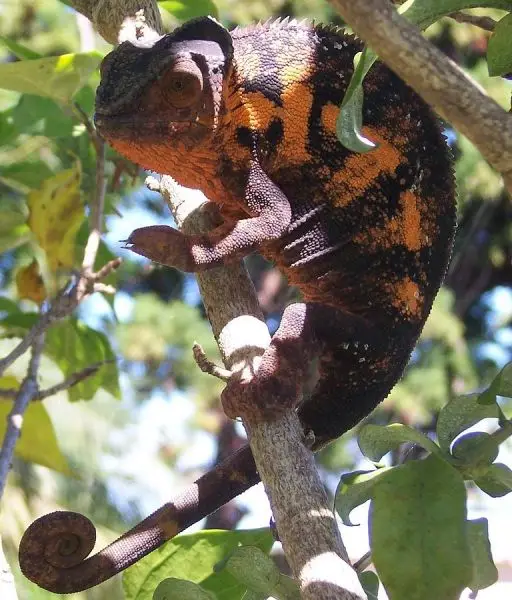 Panther Chameleon photo
