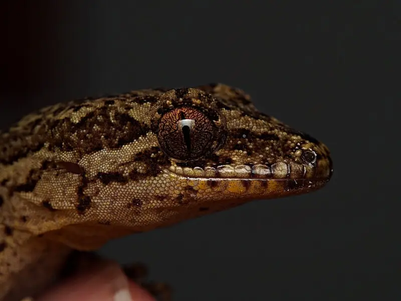 Pacific Gecko (Dactylocnemis pacificus)