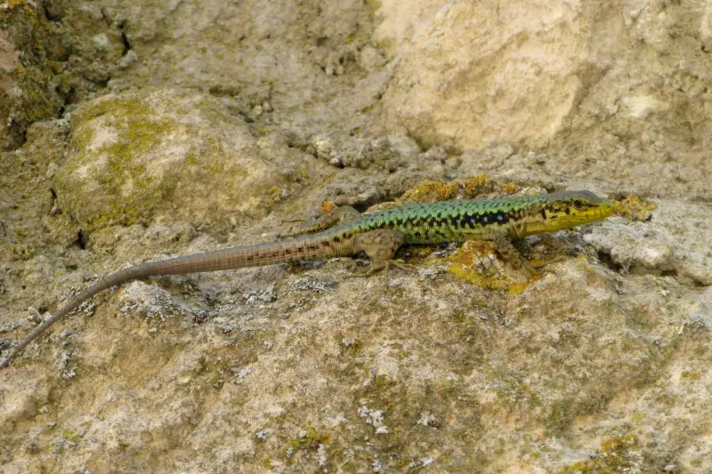 Crimean rock lizard