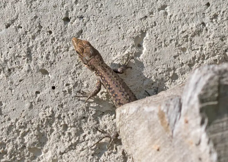 A juvenile Spiny-Tailed Lizard (Darevskia rudis). Espiye - Giresun, Turkey.