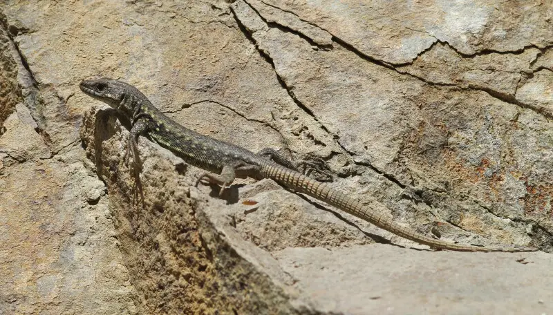 A Spiny-Tailed Lizard (Darevskia rudis). Ya?l?dere - Giresun, Turkey.
