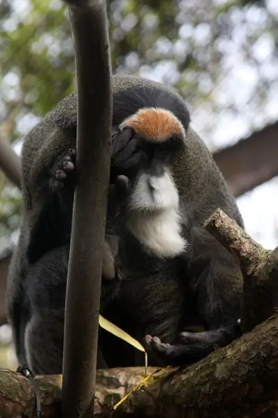 De Brazza's Monkey, Oregon Zoo