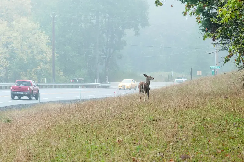 A deer (Odocoileus species) along the highway in Oregon. Be attentive at all times, especially sunset to sunrise for any potential hazard on or near the highway.