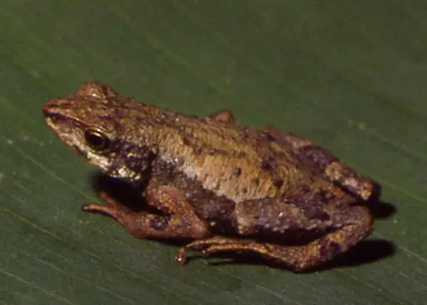 Dendrophryniscus berthalutzae Fatti, dieta, habitat e immagini su