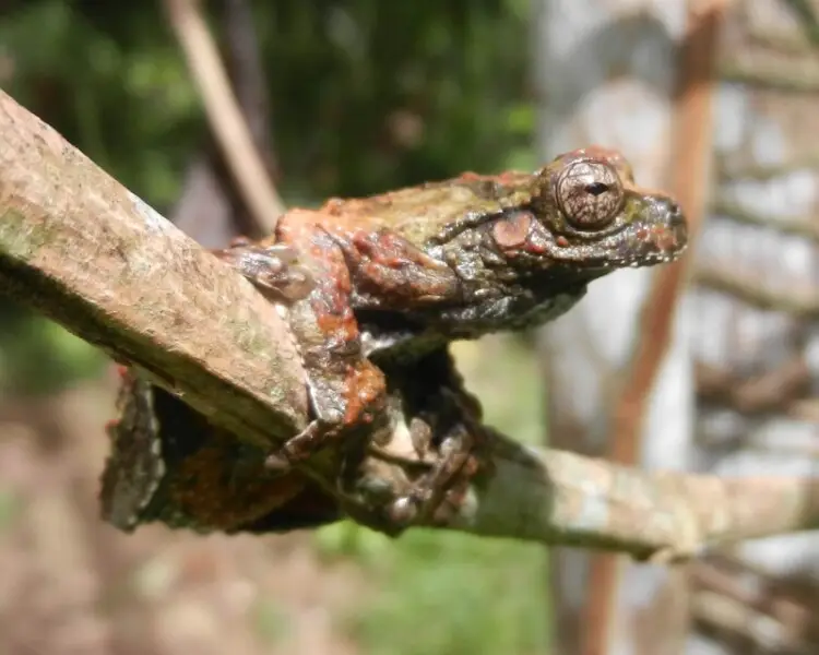 Dendropsophus acreanus факти, дієта, ареал і фотографії на Animalia.bio