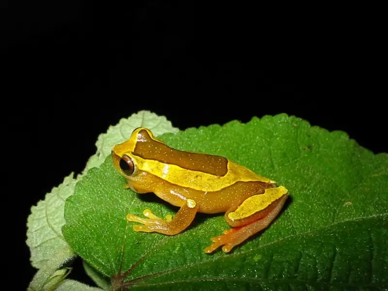 Dendropsophus elegans Facts, Diet, Habitat & Pictures on Animalia.bio
