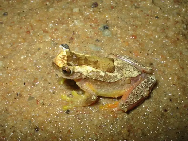 Dendropsophus elegans Fatti, dieta, habitat e immagini su Animalia.bio