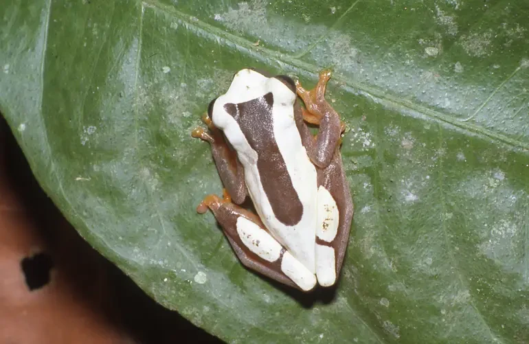 Dendropsophus leucophyllatus Fatti, dieta, habitat e immagini su