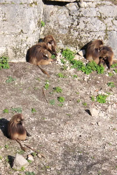 Des babouins de Guinée - Jardin zoologique, Citadelle de Besançon