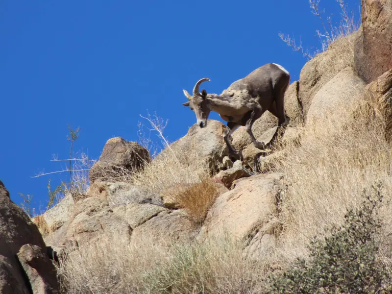 Desert Bighorn Sheep - Facts, Diet, Habitat & Pictures On Animalia.bio