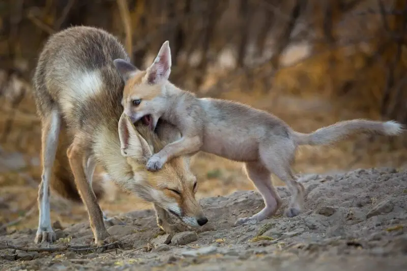 White-footed fox in Little Rann of Kutch -mother pup interaction