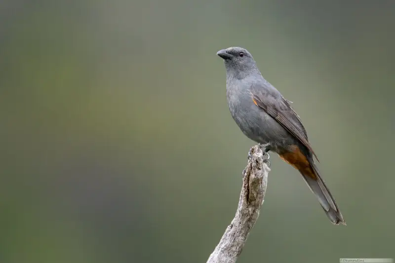 Echenilleur de montagne dans son milieu naturel.