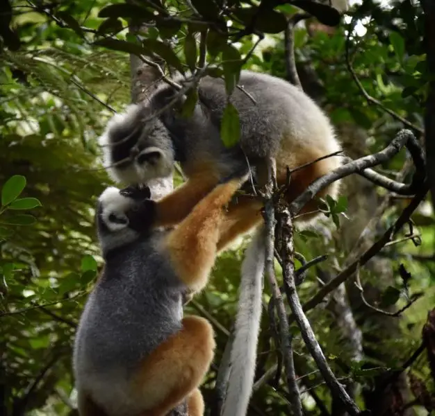Diademed Sifakas, Madagascar