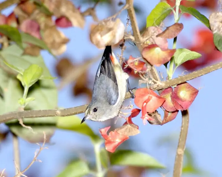 Dicaeum sanguinolentum - Fatti, dieta, habitat e immagini su Animalia.bio