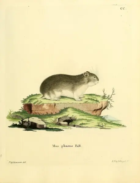 Mus phaeus Pall = Cricetulus phaeus (Pall., 1779) =  Cricetulus migratorius (Pallas 1773)