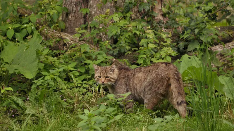 European Wildcat in her environment in the Wisentgehege Springe game park, near Springe, Hanover, Germany