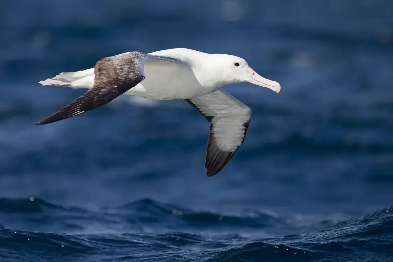 Southern Royal Albatross (Diomedea epomophora) in flight, East of the Tasman Peninsula, Tasmania, Australia