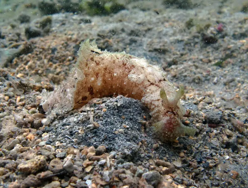 Le li?vre de mer (ou "dolabelle commune") Dolabella auricularia ? la R?union.