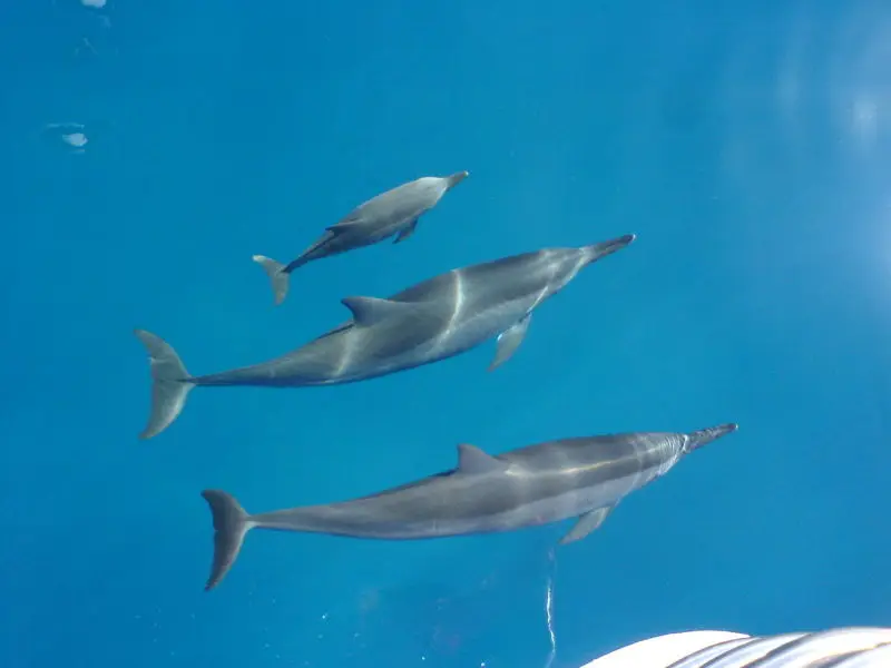 Dolphin Family