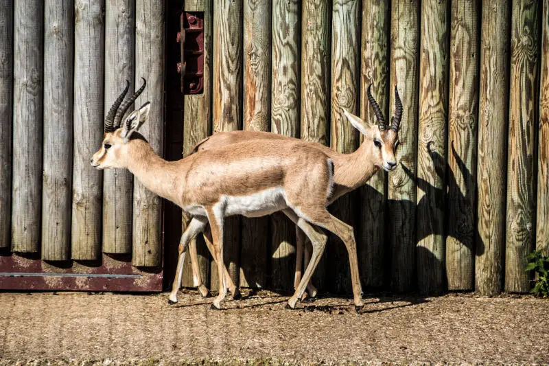 Dorcas Gazelle - Marwell Wildlife
