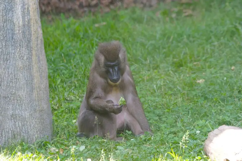 Drill Facts, Diet, Habitat & Pictures on Animalia.bio