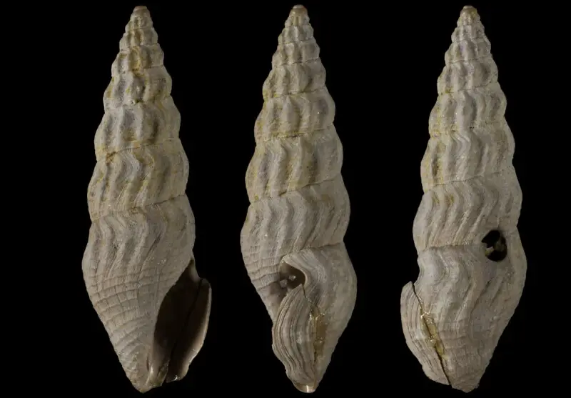 ? Crassispira sulcata costaria (G.P. Deshayes, 1834) (synonym: Drillia costaria (Lamarck, 1804) ); family Pseudomelatomidae; fossil; Paris Basin, France