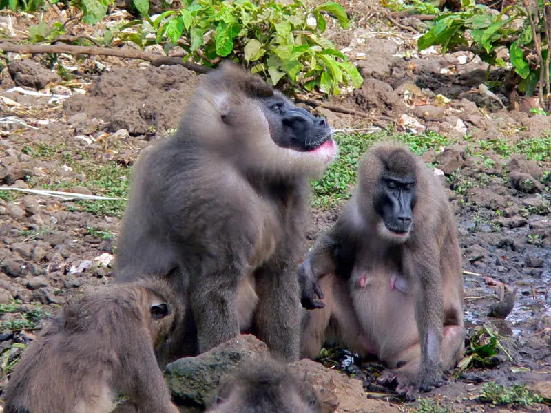 Drill Facts, Diet, Habitat & Pictures on Animalia.bio