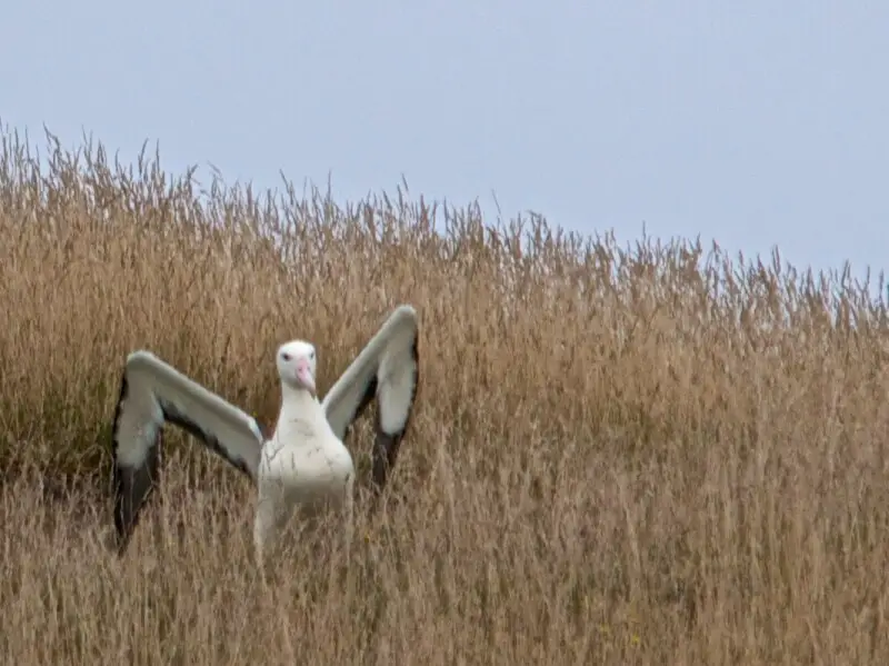 Northern Royal Albatross breeding on Otago Pen