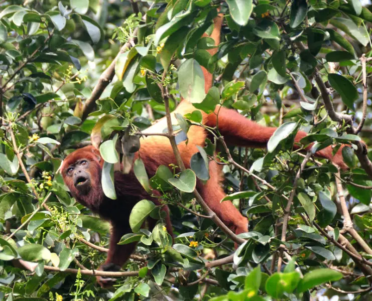 Red Howler Monkey - Facts, Diet, Habitat & Pictures on Animalia.bio