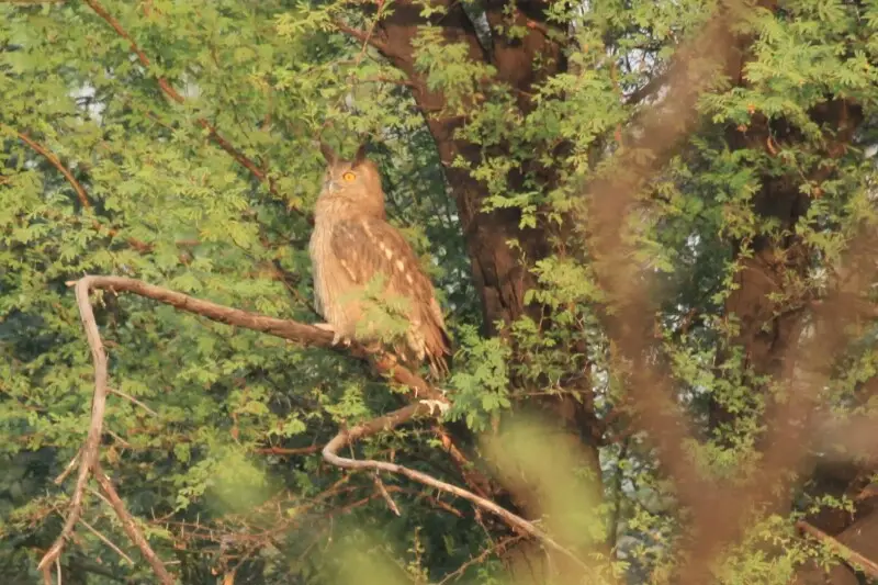 It is a Photo of Dusky Eagle Owl that I clicked in Bharatpur in November 2018