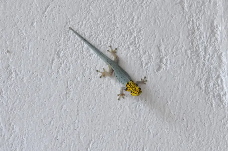 Dwarf Yellow Headed Gecko Zanzibar Ras Michamvi
